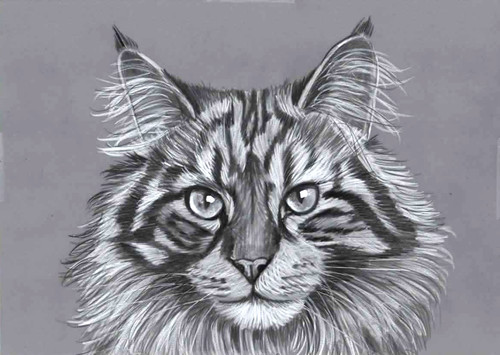 Original pencil artwork - b&w,