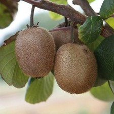 Kiwi Jenny Fruit Plant in 9cm