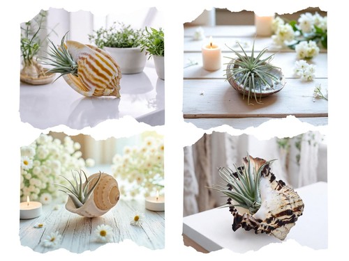 Conch shell airplant - shell, /