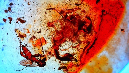 Scorpion insect amber - , burmese
