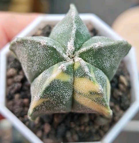 Astrophytum myriostigma - astrophytum,