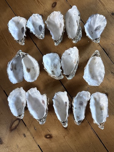Natural fossiled oyster - 15,