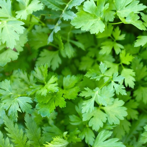 4000x parsley giant italian - 4000x,