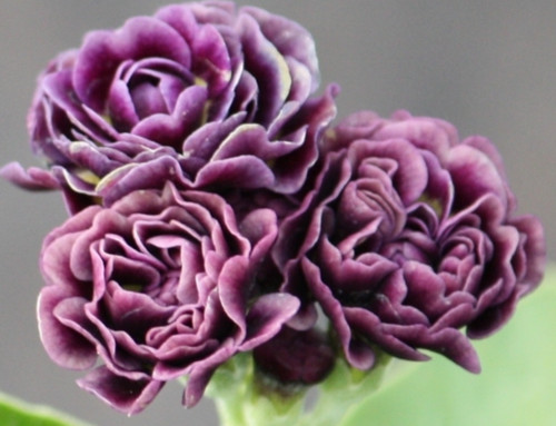 Primula auricula excalibur - auricula,