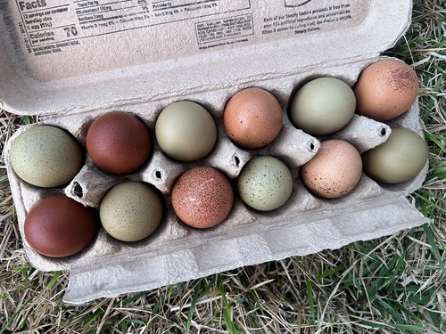 12 rainbow chicken - 12,
