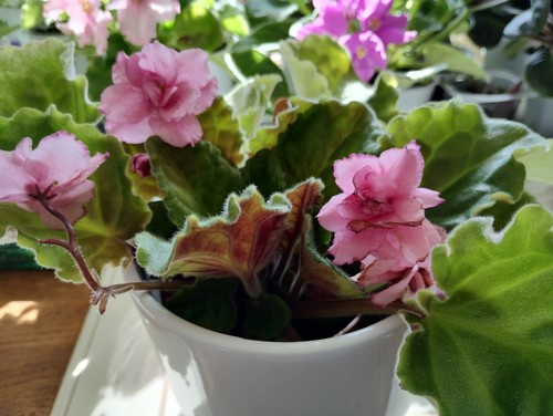 African violet silver glade - violet.,