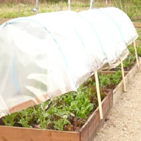 Plant polythene cover - polythene, for