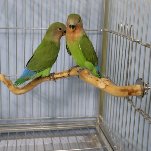 30cm wooden parrot bird - 1x,