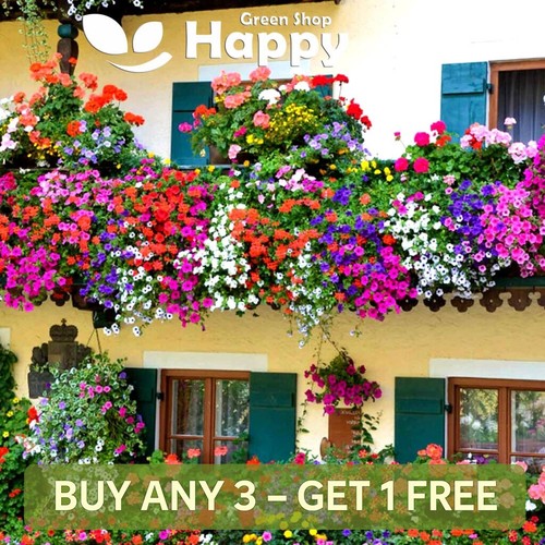 Balcony flower mix - flower, seeds
