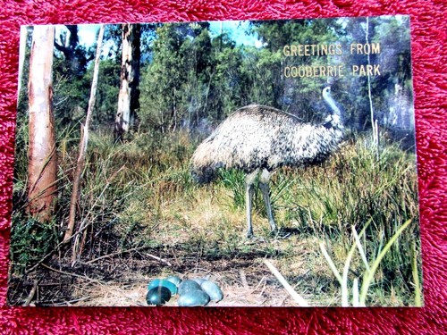 Emu with eggs - emu,