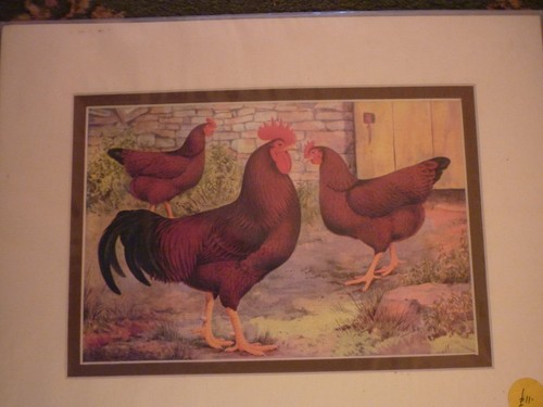 Rhode island red trio chicken - trio,