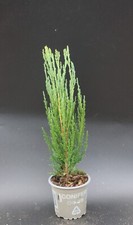 Juniperus  Blue Arrow Mountain