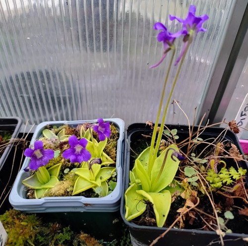 Temperate butterwort - temperate,