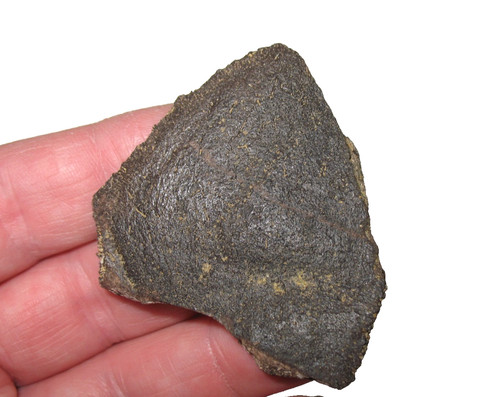Cretaceous hell creek dinosaur - hell,