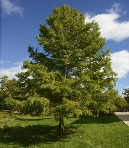 Taxodium distichum swamp - taxodium,
