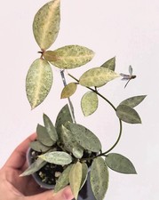 Hoya Lacunosa Winter Pandora