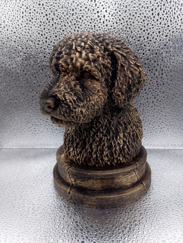 Spanish water dog bust - spanish,