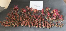 Tyranid army warhammer 40k fully painted 2.5k points