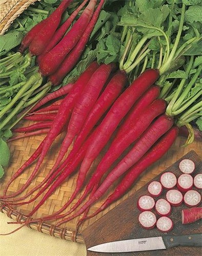 Italian early radish candela - italian,