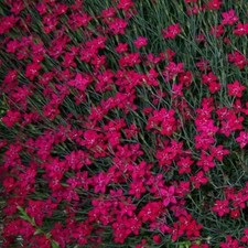 Dianthus deltoides 'Brilliant'