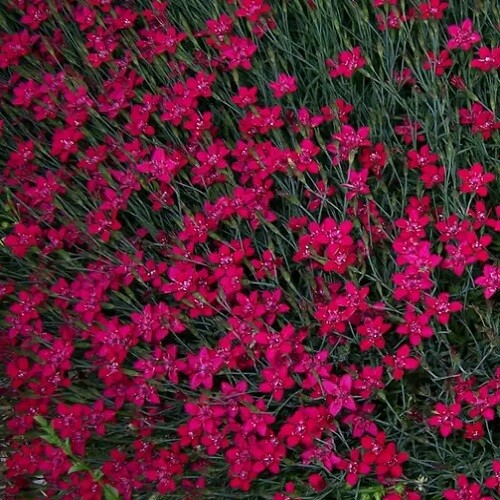 Dianthus deltoides brilliant - deltoides, 'brilliant'