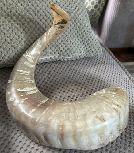 Vintage ram horn - ram,
