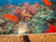 Aquarium Fish Tank  50cm High