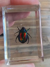 Real BEETLE Bug Insect