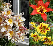 3 GIANT LILIES TREE HYBRID