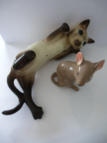 Rare large siamese cat and - rare,