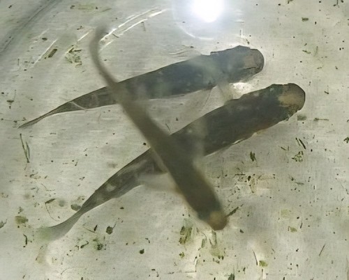Mosquito fish - 25,