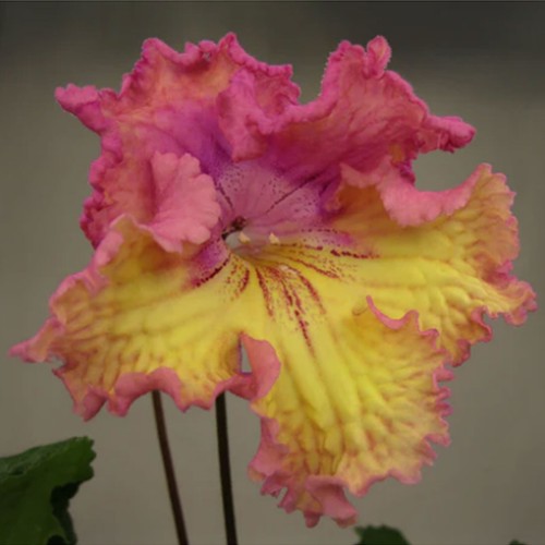 Streptocarpus vat sweet - streptocarpus, vat-sweet