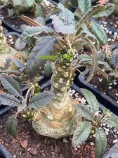 Multi Heads Dorstenia elata