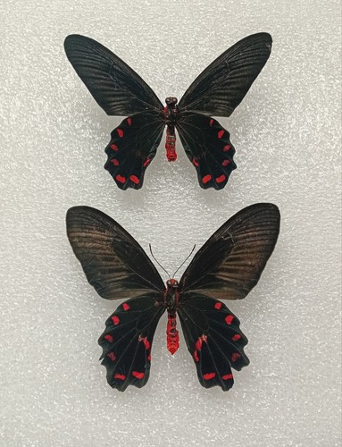 Butterfly crafting bundle - butterfly,