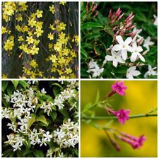 3 Mixed Climbing Jasmine Plants, Beautiful Selection Of Jasminum For Any Garden