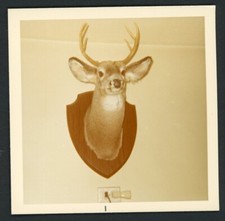 Mounted Deer Head Trophy