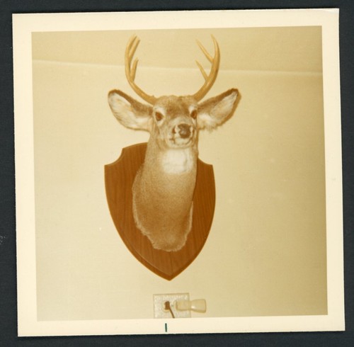 Mounted deer head - head, trophy