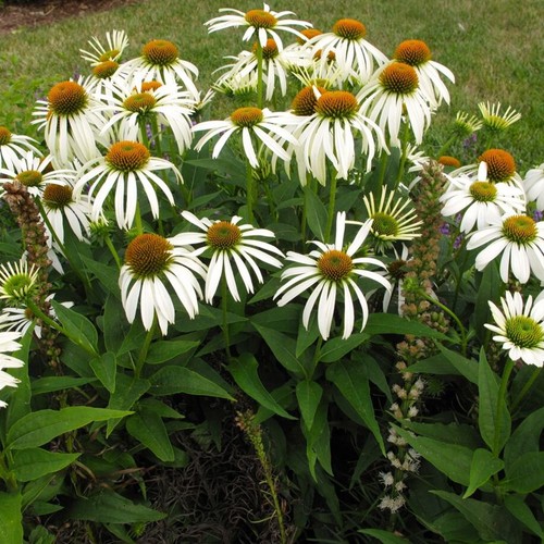 Echinacea purpurea white - purpurea, swan