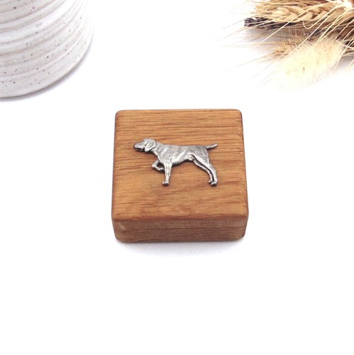 German shorthaired pointer - pointer, oak