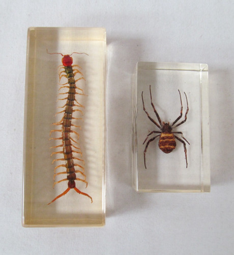Insects clear resin - in,