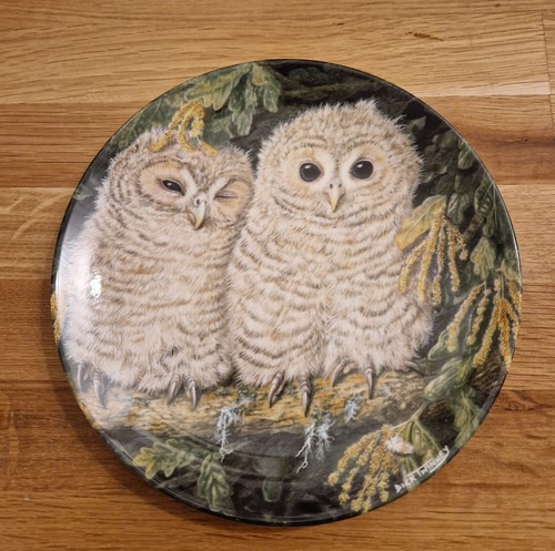 Tawny owl chicks - by, dick