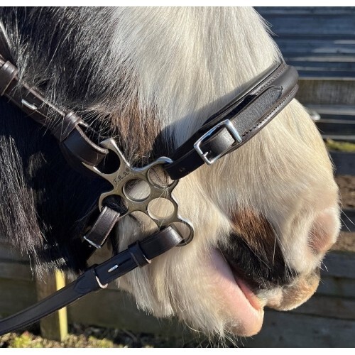 Calli bubbles hackamore - calli,