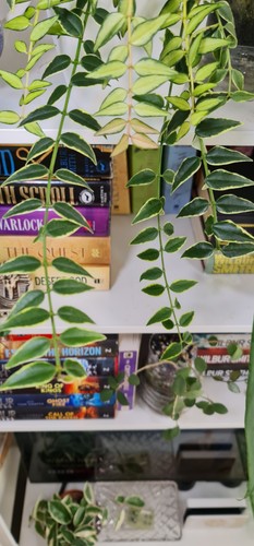 Hoya bella annake - hoya,