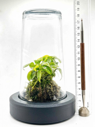 Bottle garden mini terrarium - bottle,