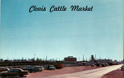 Clovis cattle market new - cattle,