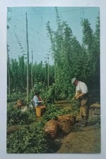 Postcard - Hop Picking In Kent