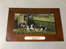 FOX HOUND PUPPIES AT WENTWORTH vintage 1925 FOX HUNTING FOXHUNTING postcard