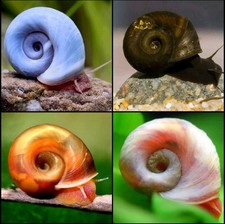X20 Mixed Aquarium/Pond Snails Tropical/Coldwater Freshwater Various Sizes