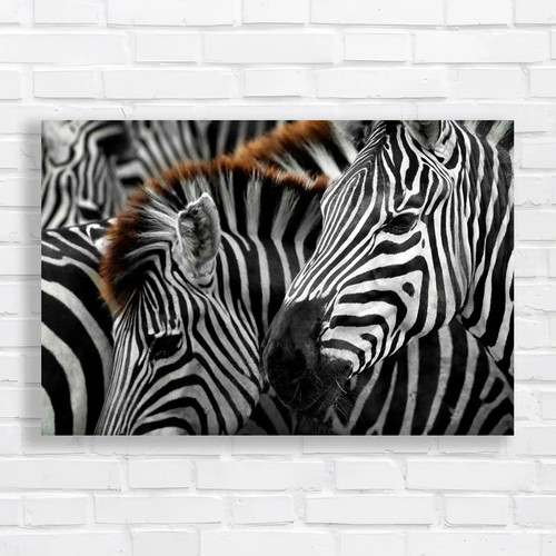Striking zebra head with - striking,