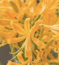 Nerine Yellow: Healthy Bulbs 